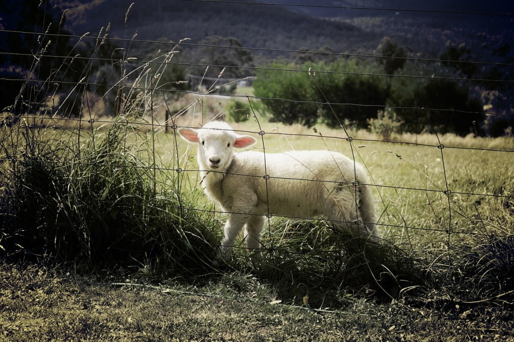 lamb-451982_1280